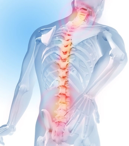 3D Spine Simulator Image